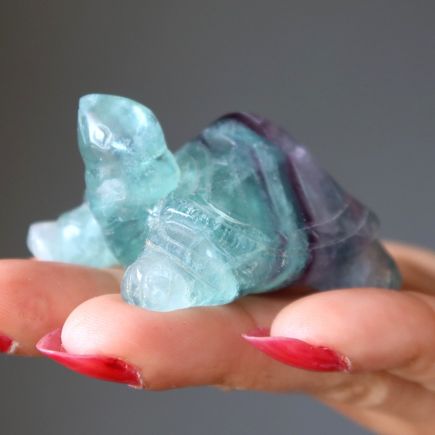 Fluorite Turtle Walk of Rainbow Animal Guardian