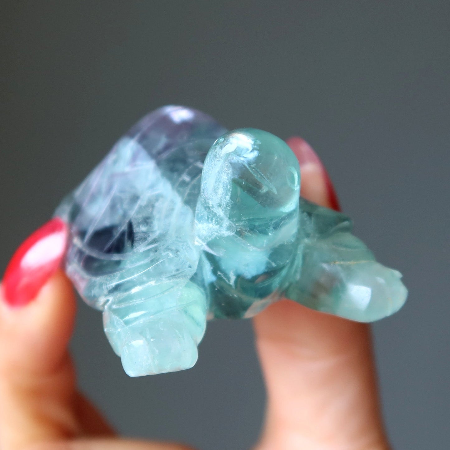 Fluorite Turtle Walk of Rainbow Animal Guardian