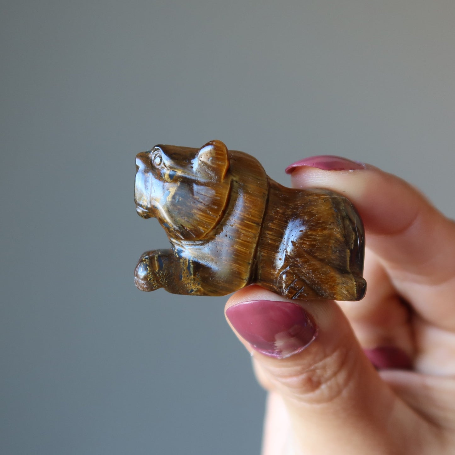 Tigers Eye Tiger Royal Leader Animal Guardian