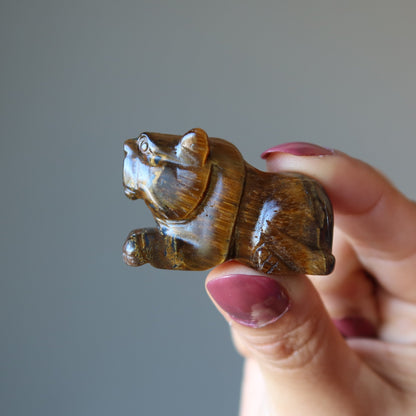 Tigers Eye Tiger Royal Leader Animal Guardian