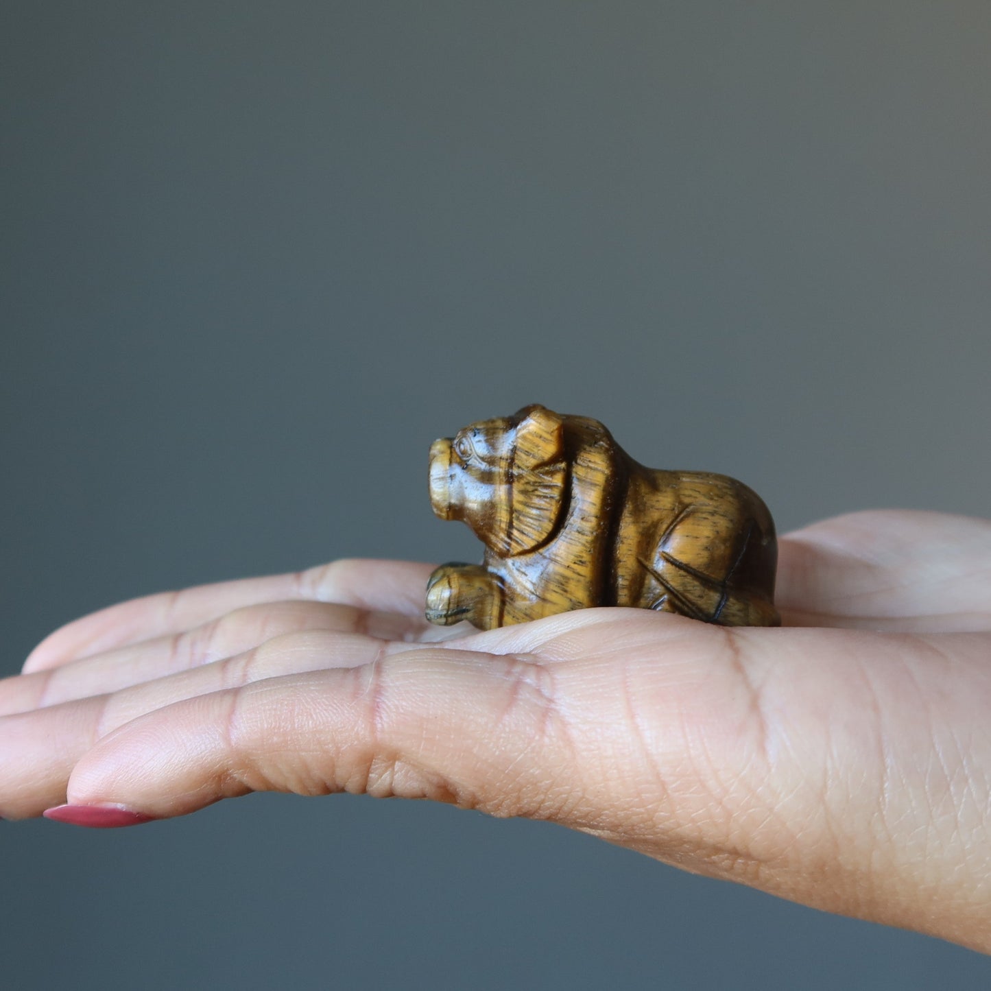 Tigers Eye Tiger Royal Leader Animal Guardian